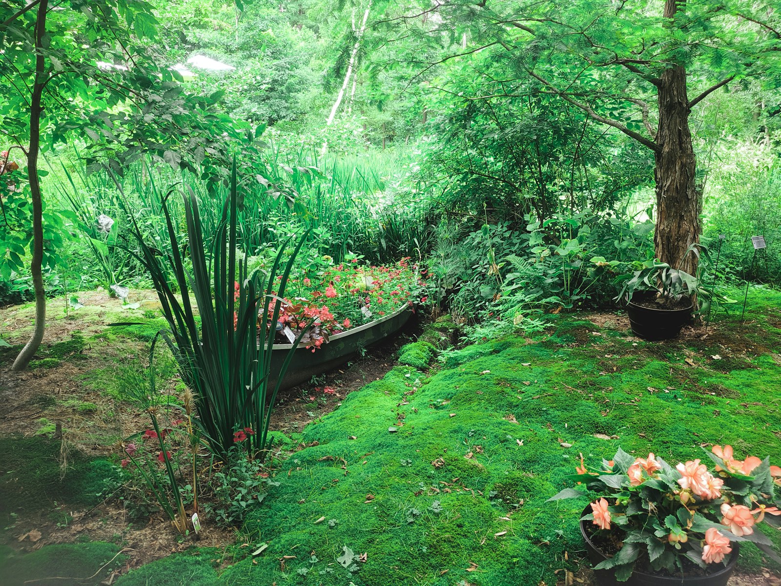 Lush green garden with moss, ferns and flowers