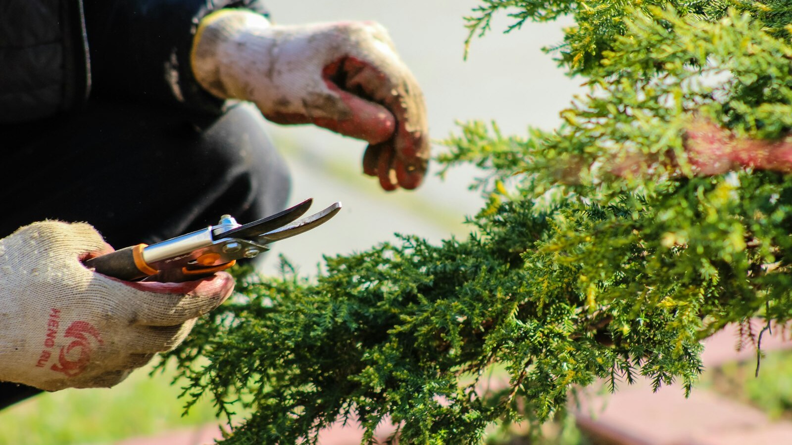 Hands in work gloves pruning a conifer with secateurs