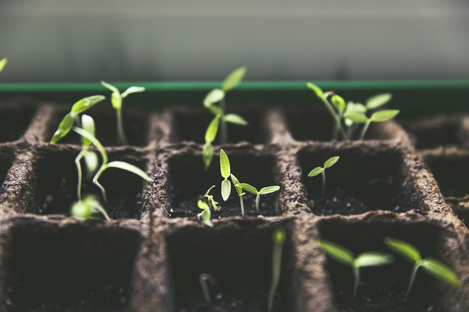 Green seedlings sprouting in a propagation tray