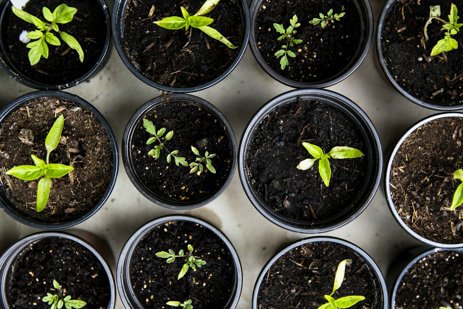 Young seedlings growing in nursery pots